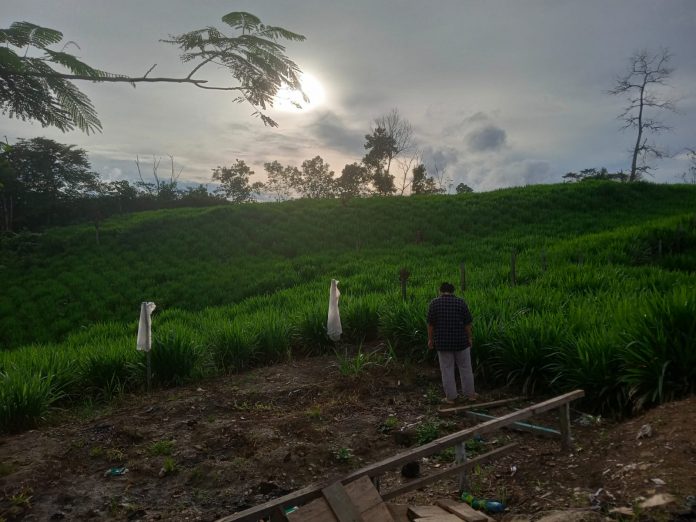 Lokasi kebun Rumput Odot di Desa Jonggon Jaya, Loa Kulu. (Ady/Radar Kukar)