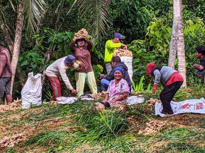 Petani Jahe di Desa Jonggon Jaya, Kecamatan Loa Kulu, saat sedang panen. (Istimewa)