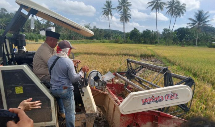 Proses panen padi menggunakan combine harvester di Desa Sumber Sari, Kecamatan Loa Kulu. (Ady/Radar Kukar)