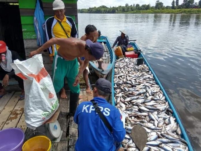 Ilustrasi nelayan saat panen ikan. (Istimewa)