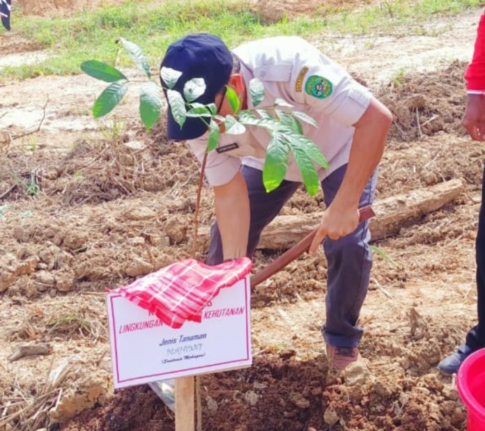 Kepala Dinas DLHK Kukar, Alfian Noor, saat melakukan penanaman pohon di Desa Bendang Raya. (Istimewa)