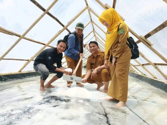 Proses panen garam krosok di Desa Kersik. (Istimewa)