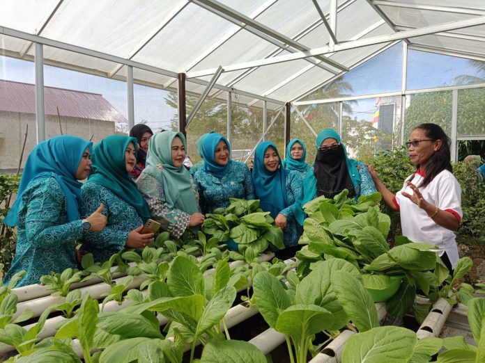 Suasana panen sayur yang dilakukan oleh kader Posyandu Matahari bersama anggota KWT. (Istimewa)