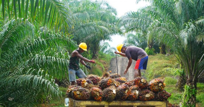 Gambaran pengelolaan lahan plasma kelapa sawit. (Istimewa)