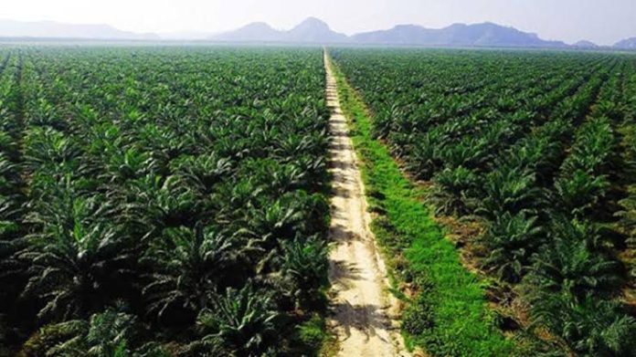 Ilustrasi. Lahan pertanian kelapa sawit. (Istimewa)