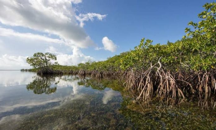 Ilustrasi. Hutan Mangrove. (Istimewa)