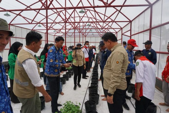 Suasana penanaman perdana di Green House KWT Tenggarong. (Istimewa)