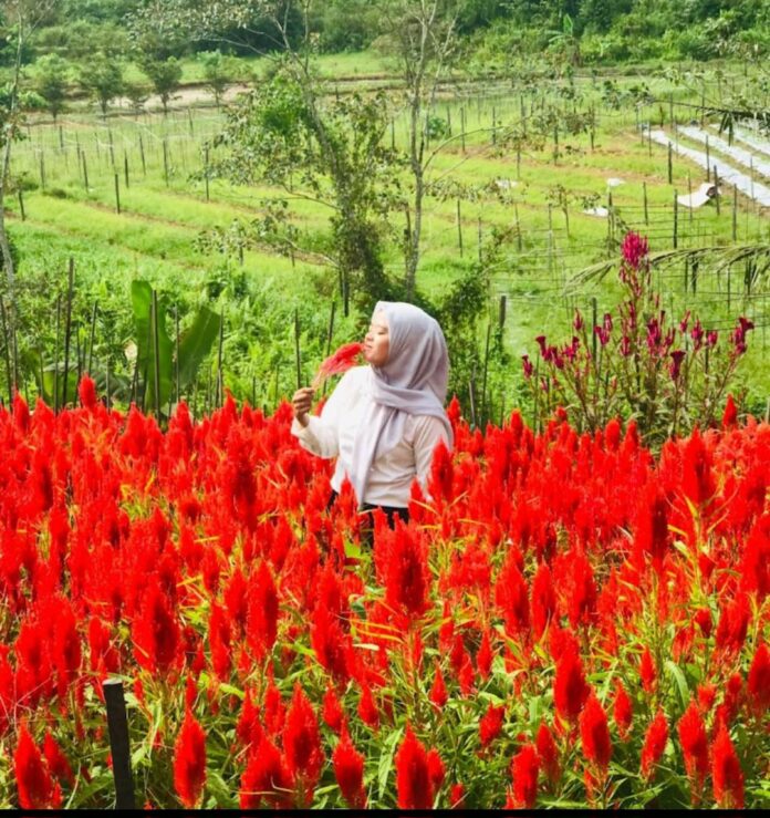 Seorang pengunjung saat lakukan swafoto di Agrowisata Swargo Tani, milik Desa Tani Bhakti, Kecamatan Loa Janan. (Istimewa)