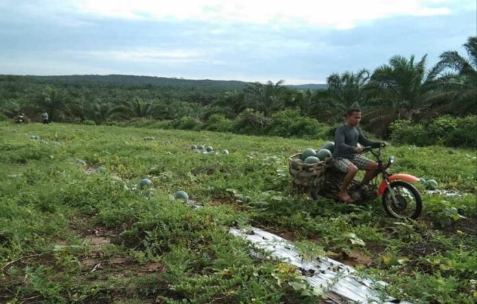 Ilustrasi petani milenial. (Istimewa)