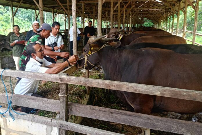 Suasana pelaksanaan pemeriksaan hewan kurban di Kecamatan Tenggarong. (Istimewa)