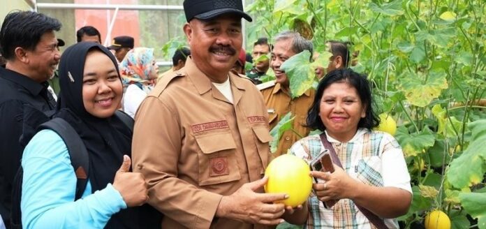 Bupati Kukar, Edi Damansyah saat panen melon di Muara Badak. (Istimewa)