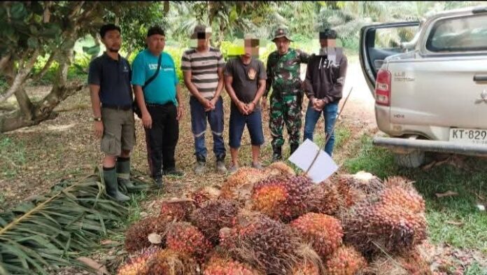 Penggelapan sawit yang dilakukan oleh 3 karyawan PT PMM. (Istimewa)