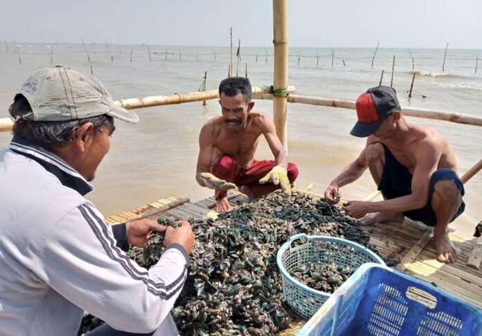 Ilustrasi. Nelayan Kerang Dara. (Istimewa)