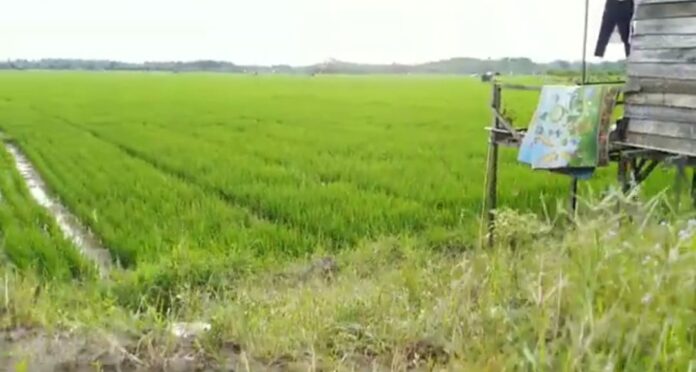 Potensi pertanian Desa Bukit Pariaman. (Istimewa)