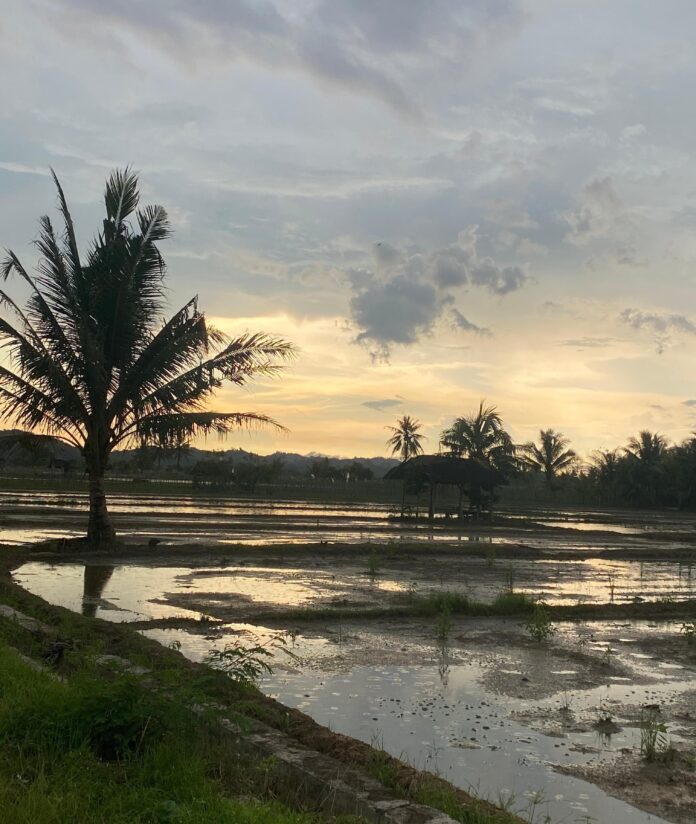 Pertanian di Desa Bangun Rejo. (Shavira Ramadhanita/RadarKukar)