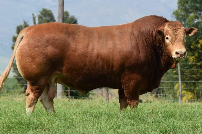 Sapi limousin untuk dikurbankan di Iduladha 1446 Hijriah. (Istimewa)