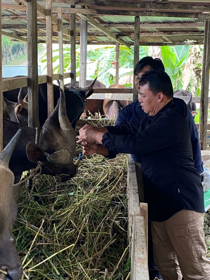 Pengecekan hewan kurban oleh Distanak Kukar. (Shavira Ramadhanita/RadarKukar)