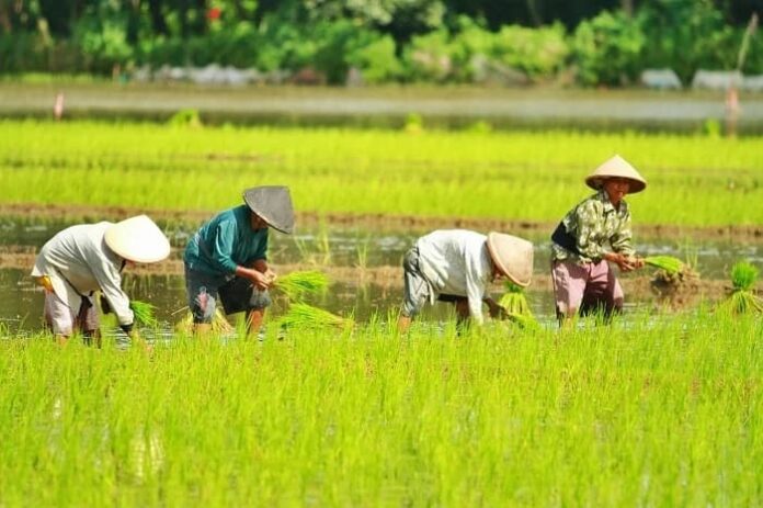 Ilustrasi petani. (Istimewa)