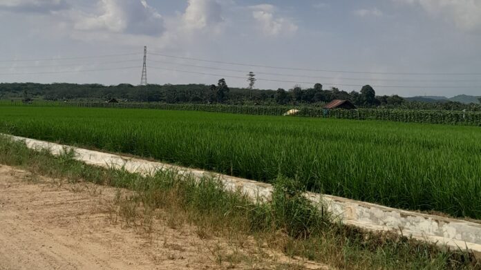 Potensi sawah Desa Karang Tunggal. (Shavira Ramadhanita/Radar Kukar)