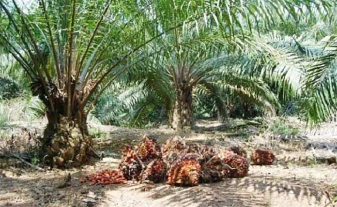 Ilustrasi perkebunan kelapa sawit. (Istimewa)