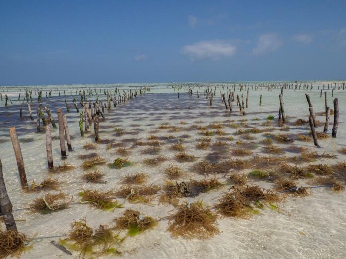 Budidaya Rumput Laut. (Istimewa)