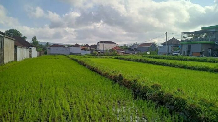 Areal persawahan. (Istimewa)