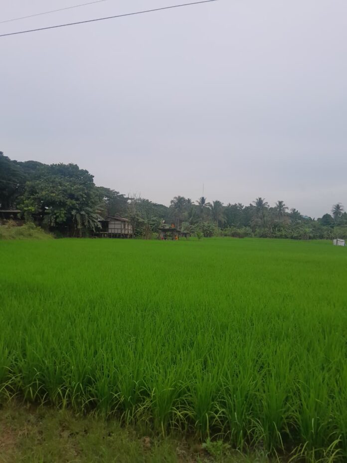 Lahan persawahan di Kutai Kartanegara. (Shavira Ramadhanita/RadarKukar)