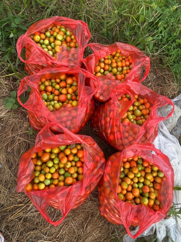Hasil perkebunan tomat Desa Perjiwa. (Shavira Ramadhanita/RadarKukar)