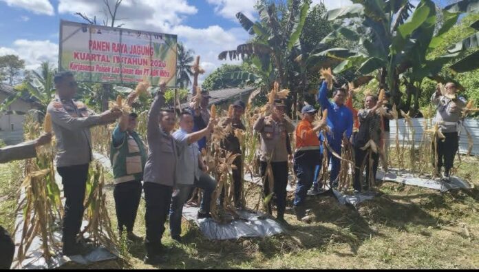 Polsek Loa Janan panen jagung bareng warga di Desa Batuah. (Istimewa)