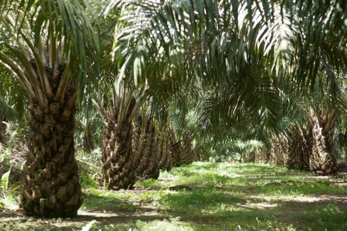 Kebun kelapa sawit. (Istimewa)