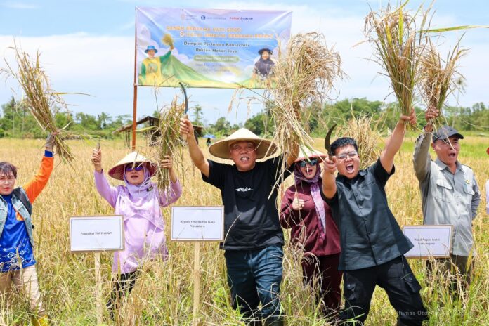 Panen perdana Padi Gogo sukses digelar di Demplot Pertanian Konservasi Kelompok Tani Mekar Jaya, Muara Jawa, Kutai Kartanegara. (Istimewa)