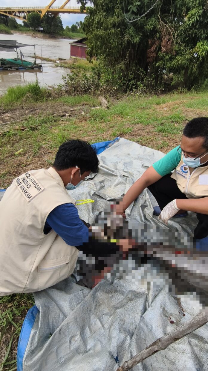 Tim gabungan saat mengevakuasi bangkai Pesut Mahakam di perairan Desa Liang, Kecamatan Kota Bangun. (Istimewa)