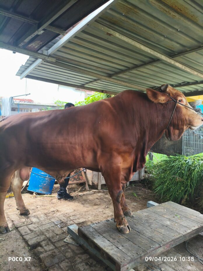 Sapi kurban bantuan Presiden RI untuk Kota Bontang tahun 2026 berasal dari peternak lokal di Tanjung Laut Indah dengan bobot mencapai 732,5 kilogram. (Dok MKN)