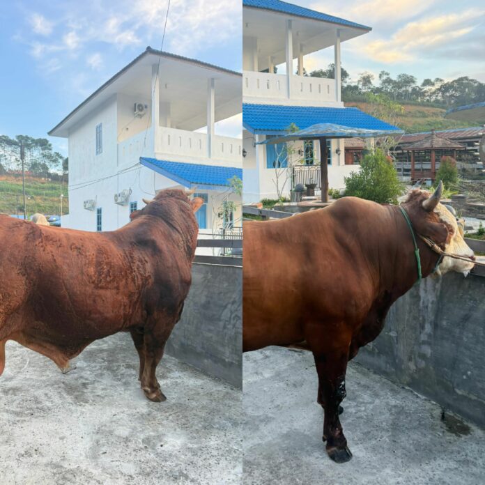 2 ekor sapi bantuan presiden jenis sapi simental dan sapi brahman cross. (Shavira Ramadhanita/RadarKukar)