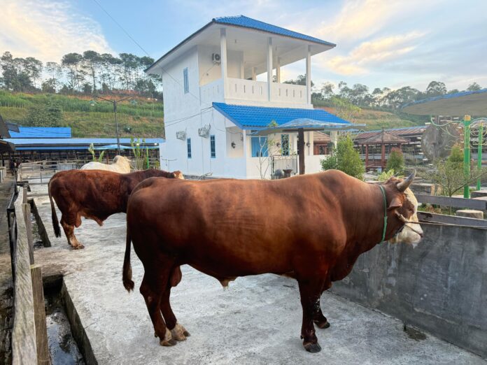 Sapi jumbo milik CV Sabilur Raasyad Farm asal Loa Janan dipastikan menjadi sapi kurban bantuan Presiden. (Shavira Ramadhanita/RadarKukar)
