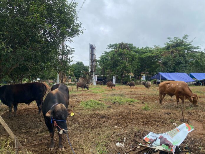 Salah satu lokasi kandang hewan kurban yang dicek langsung oleh Bupati Kukar di Kelurahan Timbau. (Shavira Ramdhanita/RadarKukar)