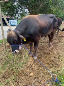 Salah satu lokasi kandang hewan kurban yang dicek langsung oleh Bupati Kukar di Kelurahan Timbau. (Shavira Ramdhanita/RadarKukar)