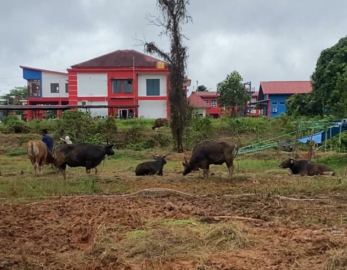 Pemerikasaan hewan kurban di Jalan Lais Tenggarong. (Shavira Ramadhanita/RadarKukar)