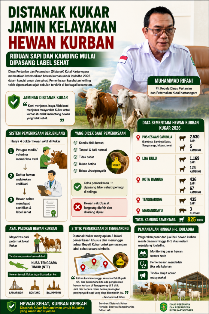 Infografis jumlah hewan kurban di Kukar. (AI)