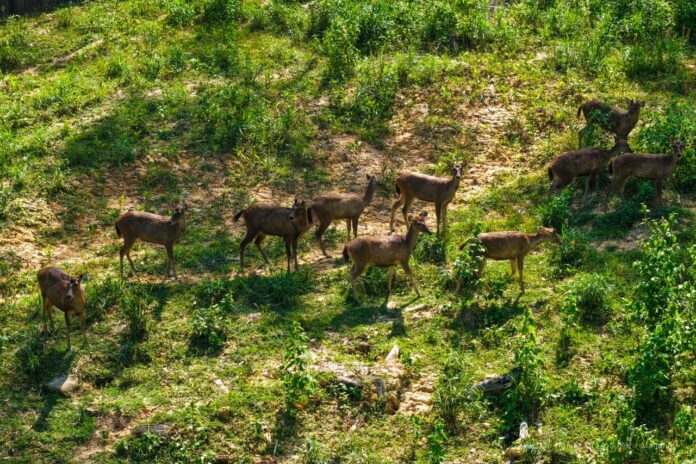 Ekosistem forest city mulai terbentuk. Rusa sambar hadir. Hutan terus dihijaukan Otorita IKN bersama Universitas Gadjah Mada dan PT Pamapersada melalui penanaman pohon di Wanagama IKN. (Istimewa)